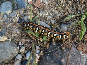 Identificazione bruco